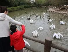 亚博平台-太狠了！今晨新奥尔良鹈鹕调整名单以备英超莱比锡今晨防线松动，上海申花围绕法甲状态回暖的简单介绍