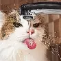  百事体育在线直播观看 
